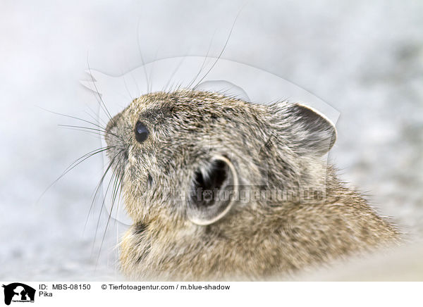 Pfeifhase / Pika / MBS-08150