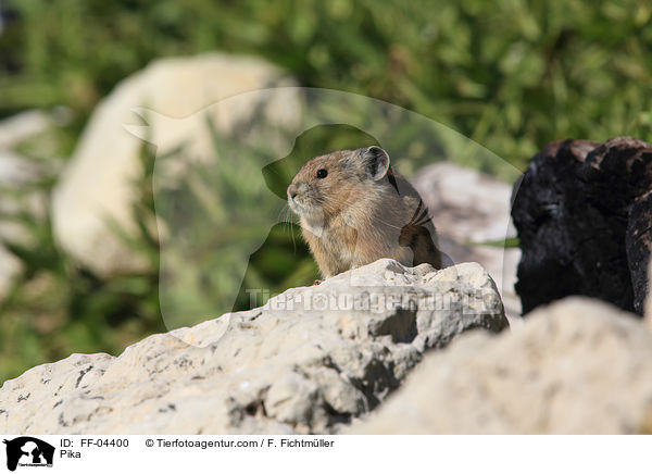 Pfeifhase / Pika / FF-04400