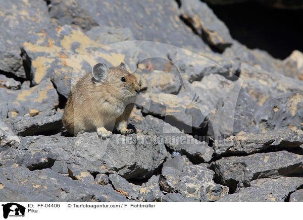 Pfeifhase / Pika / FF-04406