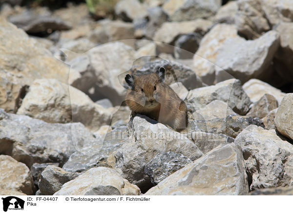 Pfeifhase / Pika / FF-04407