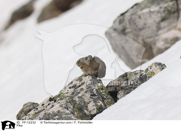 Pfeifhase / Pika / FF-12232