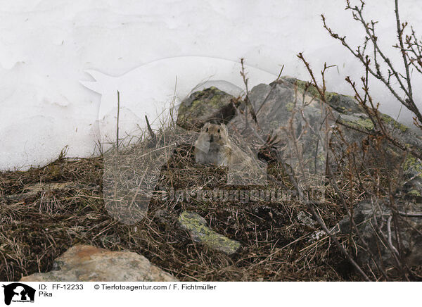 Pfeifhase / Pika / FF-12233