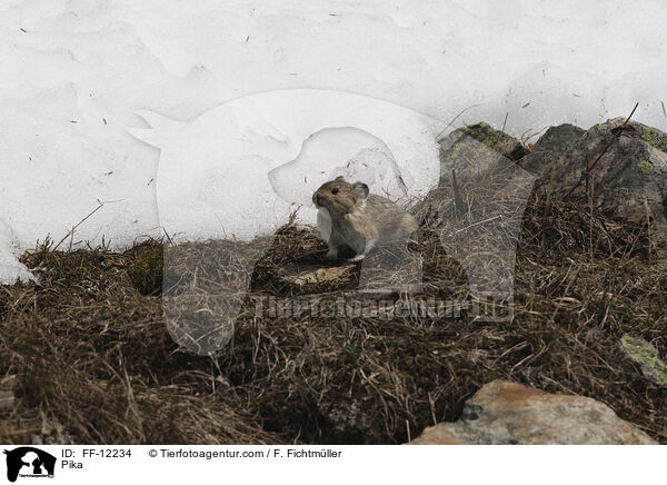 Pfeifhase / Pika / FF-12234