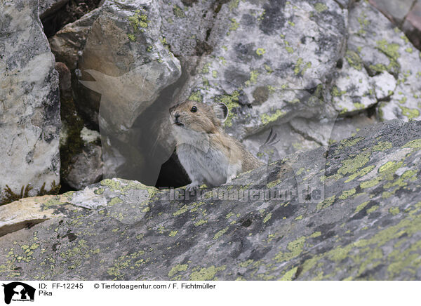Pfeifhase / Pika / FF-12245