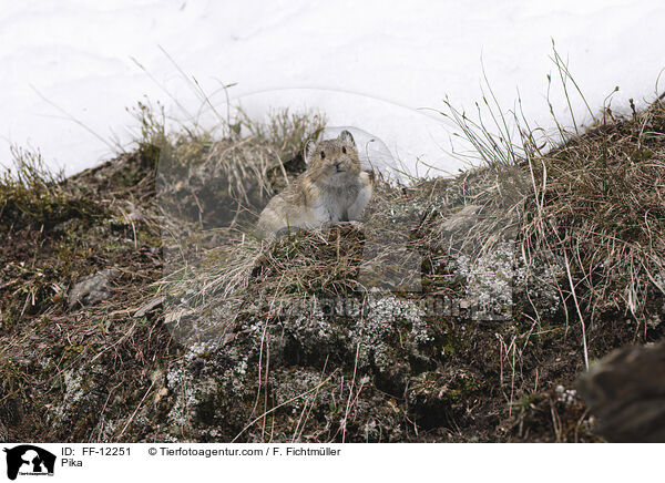 Pfeifhase / Pika / FF-12251