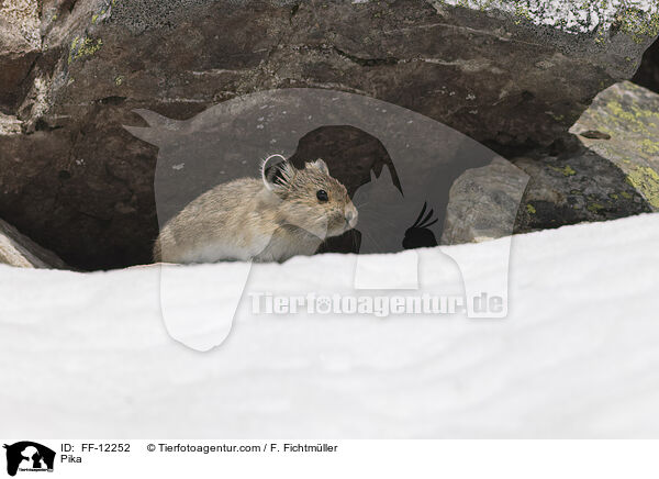 Pfeifhase / Pika / FF-12252