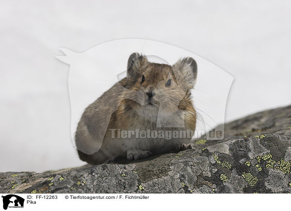 Pfeifhase / Pika / FF-12263