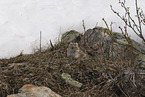 Pika