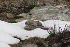 Pika