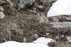 Pika