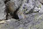 Pika