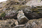 Pika