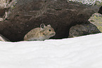Pika