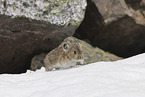 Pika