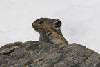 Pika