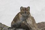 Pika