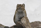 Pika