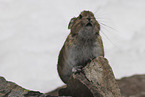 Pika