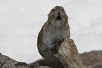 Pika