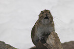 Pika