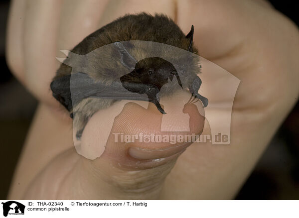 Zwergfledermaus / common pipistrelle / THA-02340