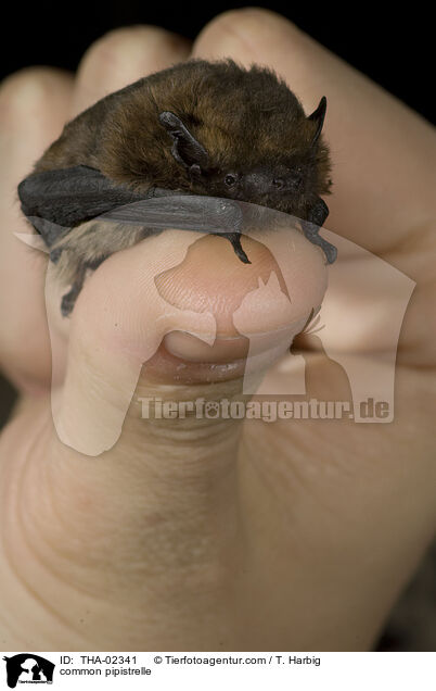 Zwergfledermaus / common pipistrelle / THA-02341