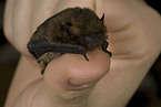 common pipistrelle