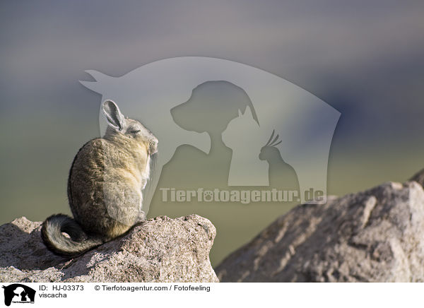 Viscacha / viscacha / HJ-03373