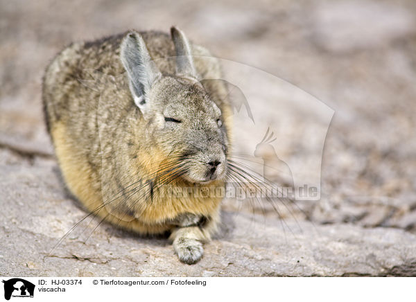 Viscacha / viscacha / HJ-03374