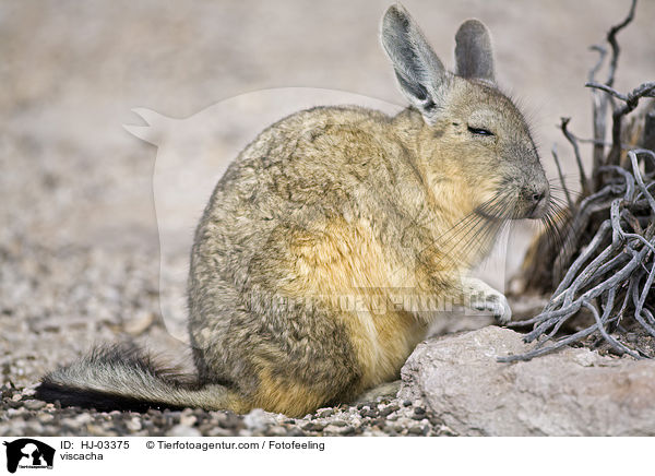 Viscacha / viscacha / HJ-03375