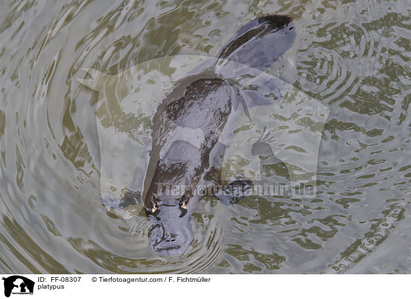 platypus / FF-08307