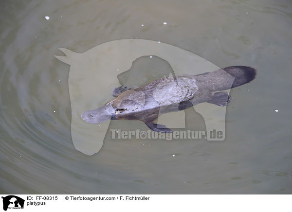 platypus / FF-08315