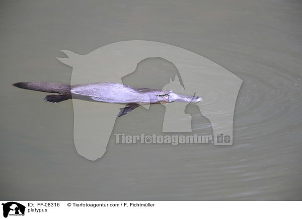 platypus / FF-08316