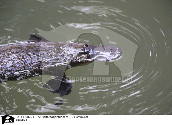 platypus / FF-08321