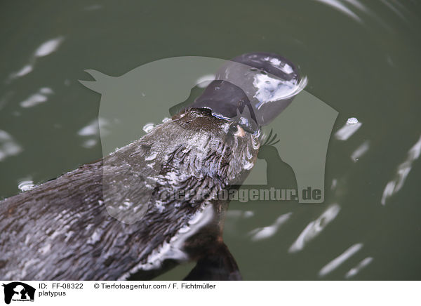 platypus / FF-08322