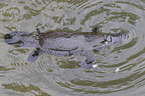 platypus