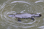 platypus