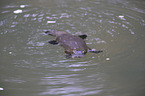 platypus
