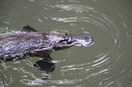 platypus