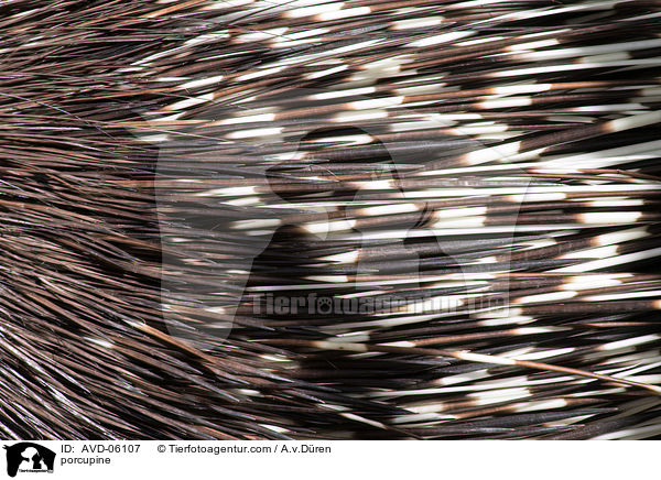Stachelschwein / porcupine / AVD-06107