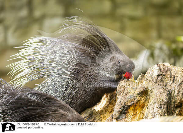 Stachelschwein / crested porpentine / DMS-10846