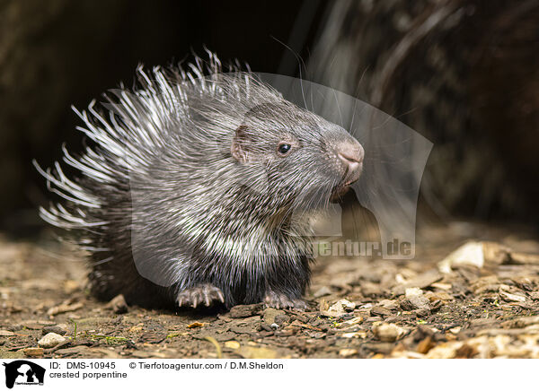 Stachelschwein / crested porpentine / DMS-10945
