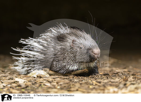 Stachelschwein / crested porpentine / DMS-10946