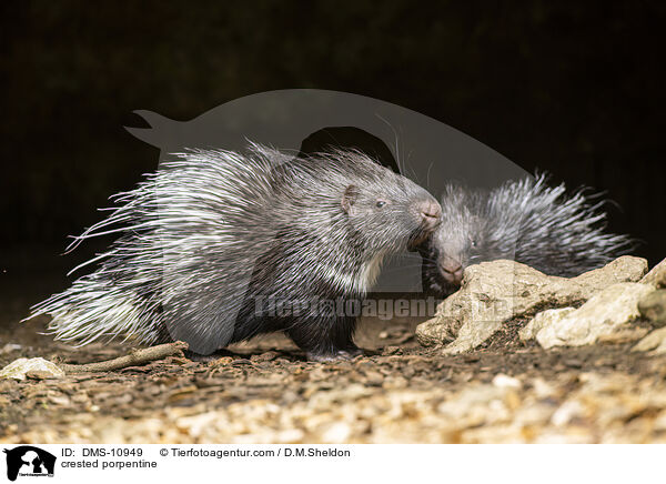 Stachelschwein / crested porpentine / DMS-10949