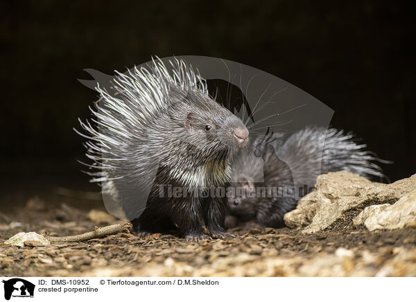 Stachelschwein / crested porpentine / DMS-10952
