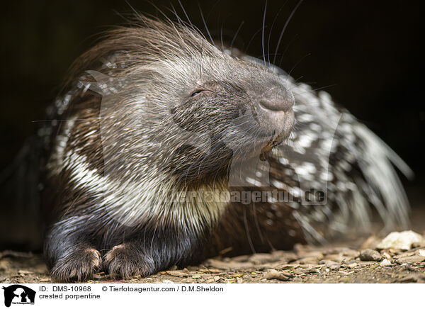 Stachelschwein / crested porpentine / DMS-10968