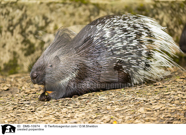 Stachelschwein / crested porpentine / DMS-10974