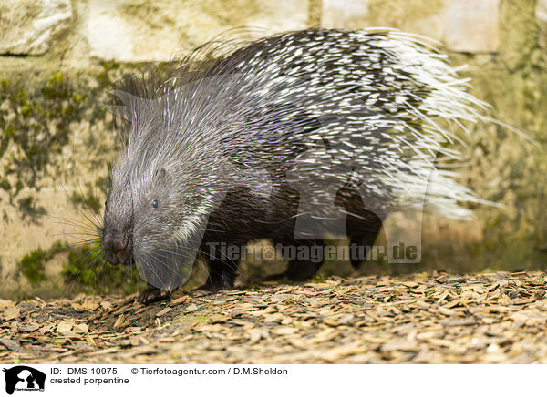 Stachelschwein / crested porpentine / DMS-10975