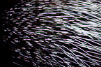 porcupine