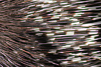 porcupine